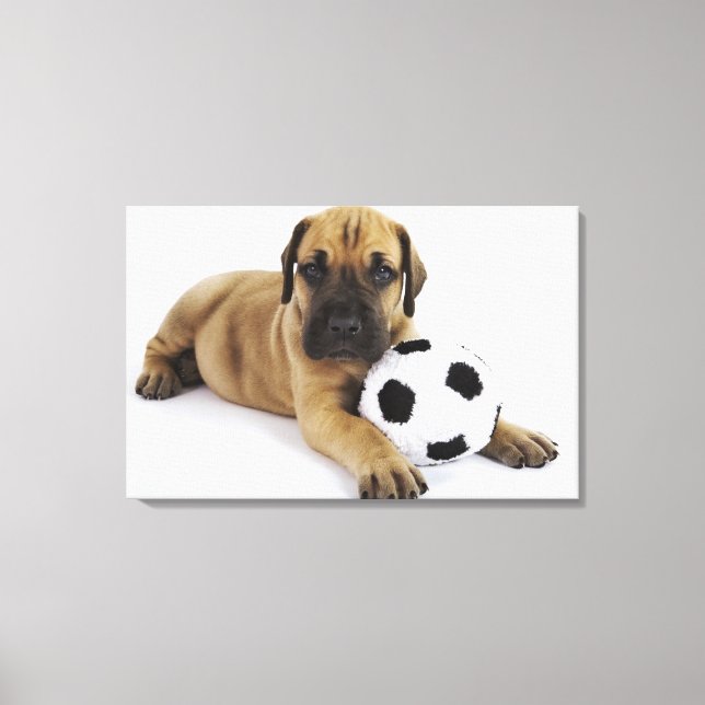Great Dane puppy with toy soccer ball Canvas Print (Front)