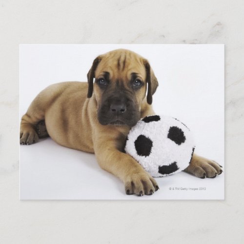 Great Dane puppy with toy soccer ball Postcard