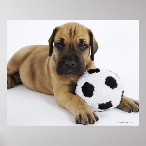 Great Dane puppy with toy soccer ball Poster