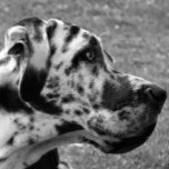 GREAT DANE RECTANGULAR BELT BUCKLE<br><div class="desc">A beautiful black and white photographic design of a Great Dane dog.</div>