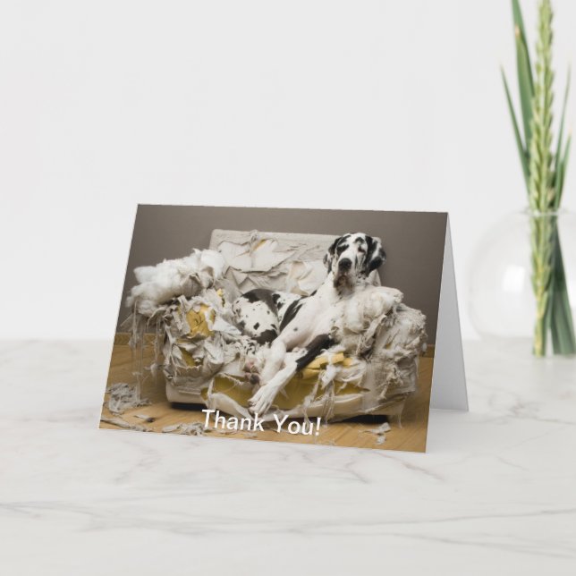 Great Dane Relaxing on Chewed Sofa Thank You Card (Front)