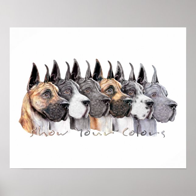 Great Dane Show Colors Group Poster (Front)