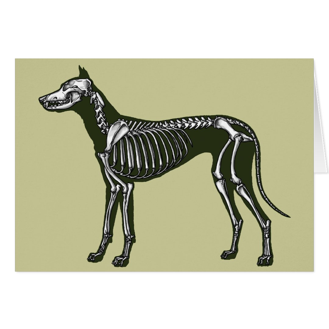 Great Dane skeleton | Zazzle