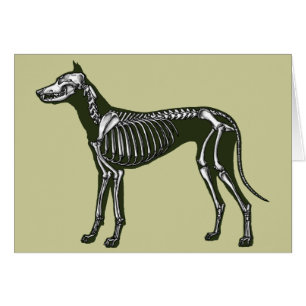Great Dane skeleton Cards