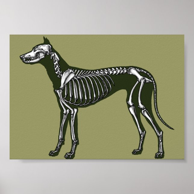Great Dane skeleton Poster (Front)