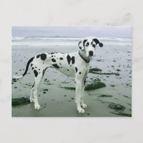 Great Dane Sydney at the Beach Postcard