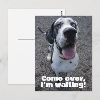 Great Dane waiting for you  Postcard