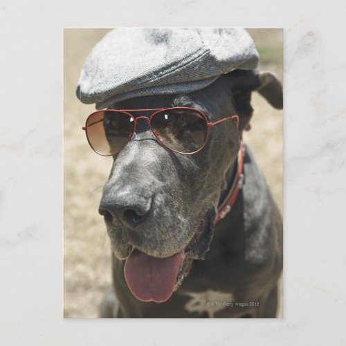 Great Dane wearing hat and sunglasses Postcard