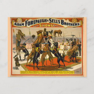 Great Danes / Dogs Circus Poster Postcard