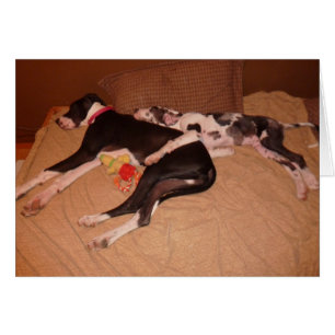 Great Danes Lovey & Gunner 'Sweet Dreams' Cards
