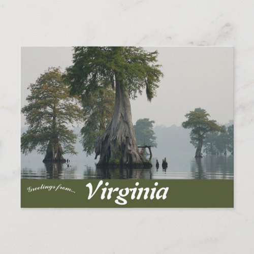 Great Dismal Swamp Virginia Postcard