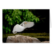 Great Egret (Front Horizontal)