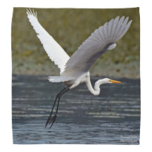 Great Egret