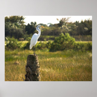 Great Egret Bird at Viera Wetlands Poster