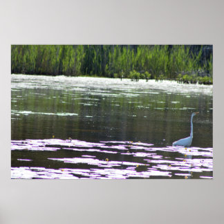 Great Egret Bird Photo Poster