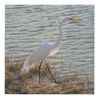 Great Egret by the Water – Florida Wildlife Faux Canvas Print