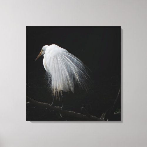 Great Egret Canvas Print