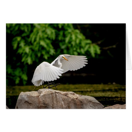 Great Egret Cards (Front Horizontal)