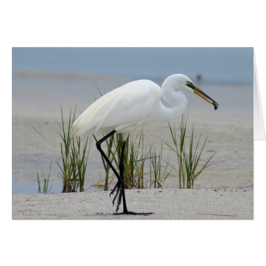 Great Egret Cards (Front Horizontal)