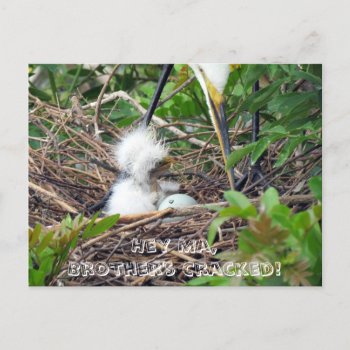 Great Egret Chicks With Hatching Egg Postcard by CatsEyeViewGifts at Zazzle