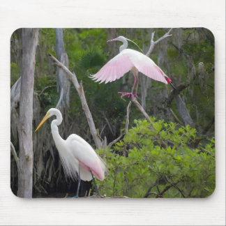 Great Egret Dominance Over Roseate Spoonbill. Mouse Pad