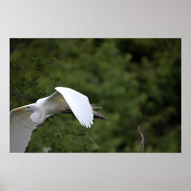 Great Egret Flying Poster (Front)
