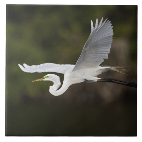 Great Egret in flight Casmerodius albus Ceramic Tile