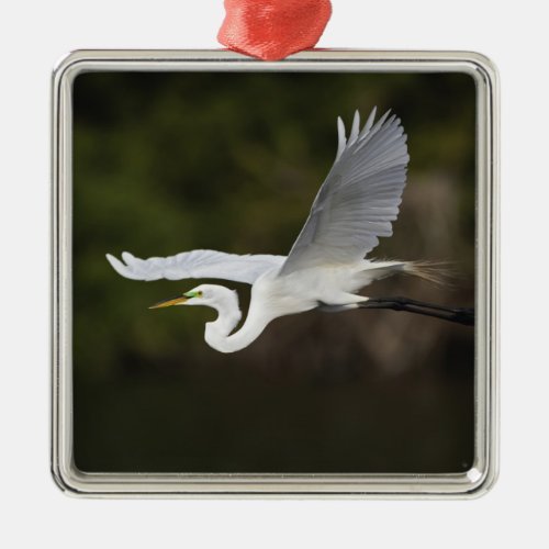 Great Egret in flight Casmerodius albus Metal Ornament