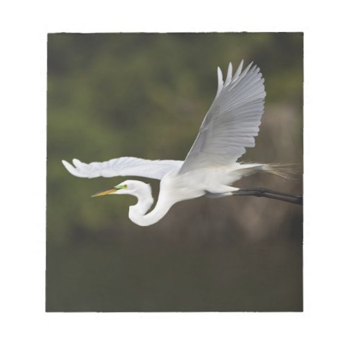 Great Egret in flight Casmerodius albus Notepad