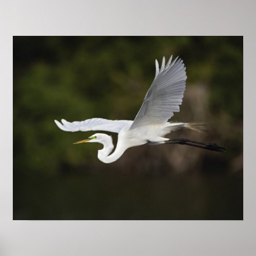 Great Egret in flight Casmerodius albus Poster