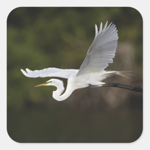 Great Egret in flight Casmerodius albus Square Sticker