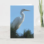 Great Egret in Sunny Florida Card