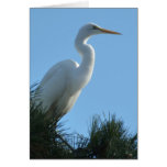 Great Egret in Sunny Florida Card