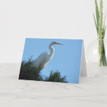 Great Egret in Sunny Florida Card