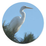 Great Egret in Sunny Florida Classic Round Sticker