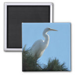 Great Egret in Sunny Florida Magnet