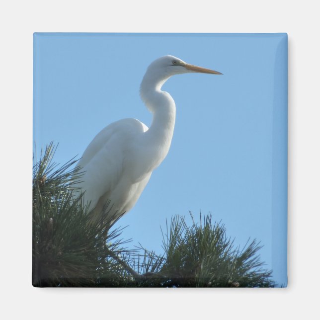 Great Egret in Sunny Florida Magnet (Front)