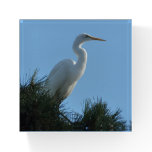 Great Egret in Sunny Florida Paperweight