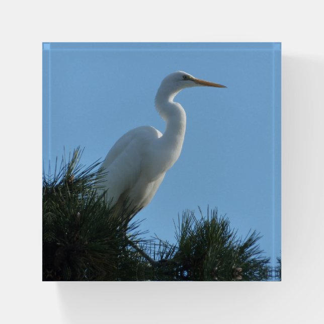 Great Egret in Sunny Florida Paperweight (Front)