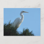 Great Egret in Sunny Florida Postcard