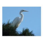 Great Egret in Sunny Florida Postcard