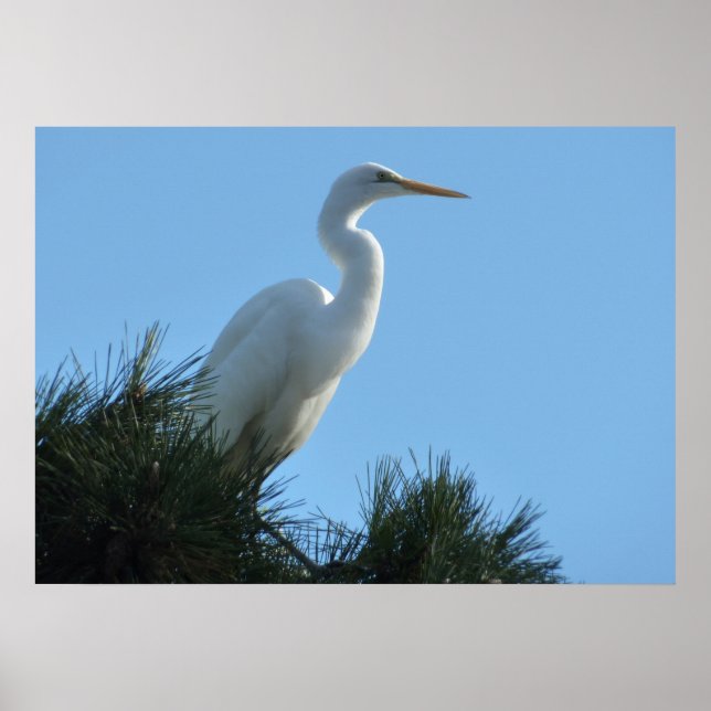 Great Egret in Sunny Florida Poster (Front)