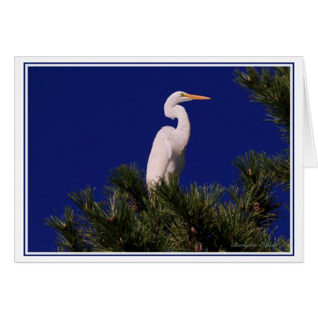 Great Egret in tree: Cards (Front Horizontal)