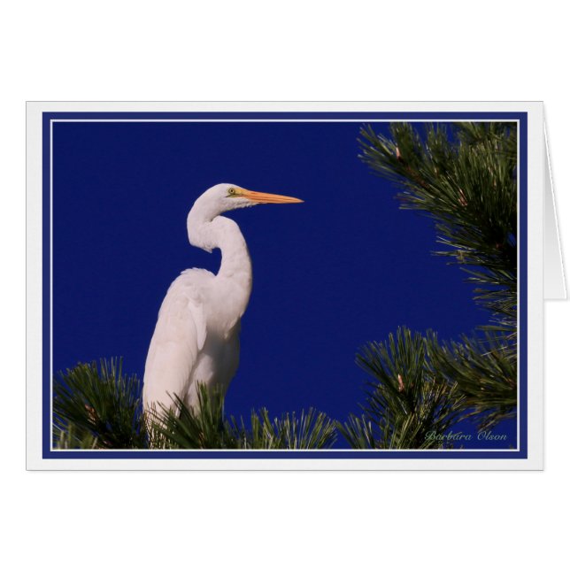 Great Egret in tree: Cards (Front Horizontal)