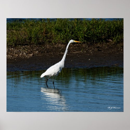 Great Egret on the Shoreline 16x20 Poster