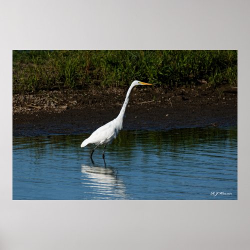 Great Egret on the Shoreline 24x36 Poster