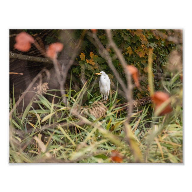 Great Egret Photo Print (Front)