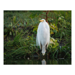 Great Egret Photo Print