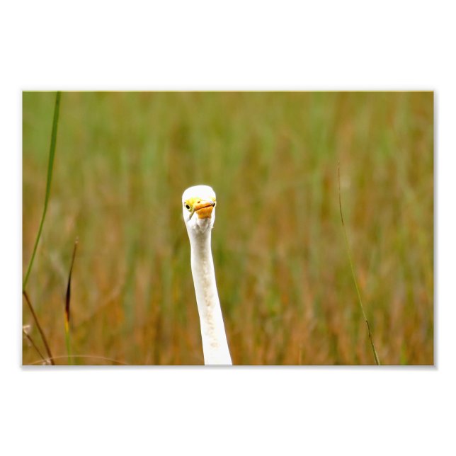 Great Egret  Photo Print (Front)