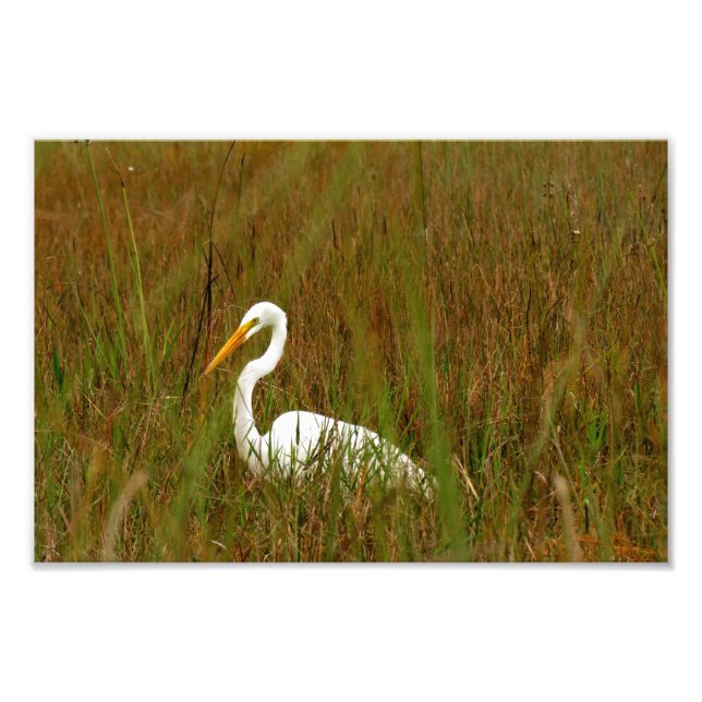 Great Egret Photo Print (Front)